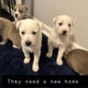 Puppies looking for a home