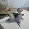 Baby White Bellied Caique