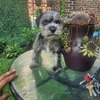 Mini schnauzer looking for forever home