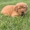 Countryside kennels Labrador retriever litter announcement