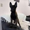 Looking for a free puppy
