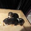 Little snoopies ready for new homes