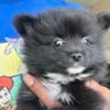 Black Pomeranian Male puppy for rehoming