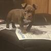 Pocket bully