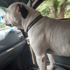 American Bulldog Stud