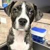 7 month old Pit/Lab “Gracie”