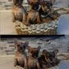 Frenchie pups