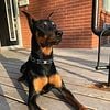 Doberman/rottie for stud service ($400)