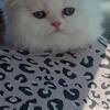 Persian kitten 1(309)877-1657