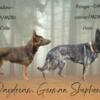 AKC German Shepherd Puppies