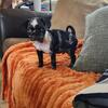 Merle panda pug male. Health and OFA tested parents!!