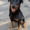 Beauceron