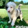 Aussiedoodle puppies ready for forever homes