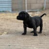 Presa Canario Puppies available