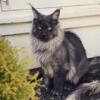 Male Maine Coon