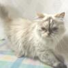 Ragdoll Cats - Retired Breeder Cats for Re-Homing