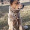 3 year old Australian cattle dog female