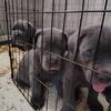 Cane corso blue/Gray