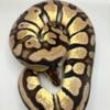 Rehoming ball pythons