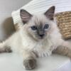 Ragdoll Kittens for rehoming