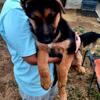 Akc german shepherd puppies