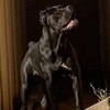AKC/ICCF/FCI CANE CORSO black female import great opportunity for breeders!