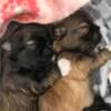 Shih Tzu Litter Dropping Soon