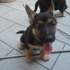 AKC German Shepherd Pups - Champion Bloodlines & Excellent Temperament