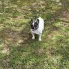 Fluffy carrier French Bulldog