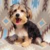 Health Certified Morkie Puppies!