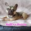 Sweet Frenchie "Buffi" is ready for Your Love