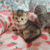 GORGEOUS British Shorthair health guarantee championship bloodlines 