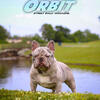 French Bulldog stud 