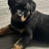 Female Rottweiler Puppy