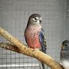 Bourke parakeet male split lutino