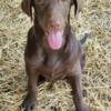 AKC Chocolate Lab Puppies!