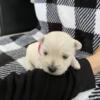 For Sale  Rare-Purebred Westie Puppies - Loving, Healthy, and Looking for Their New Homes!