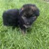 German shepherd puppies for sale