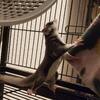 Sibling Sugar Gliders Rehoming fee $500 each OBO