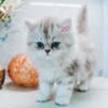 Persian kitten ready for furever home! Pick up zionsville Indiana