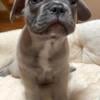 French bulldogs for sale