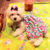 Gorgeous Maltese Female Very lovable and Energetic (AKC & CKC)
