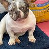 Lilac Merle pied FLUFFY CARRIER STUD French Bulldog