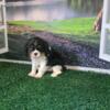 Cute Cavalier King Charles Spaniel puppies