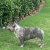 Quality AKC lilac Merle French Bulldog male for stud