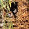Finch, Cinnomom Owl