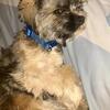 Morkie
