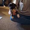 Price for this week only Chihuahua puppy