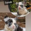 AKC Registrared Fluffy Frenchies