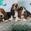 Akc Basset Hound puppies